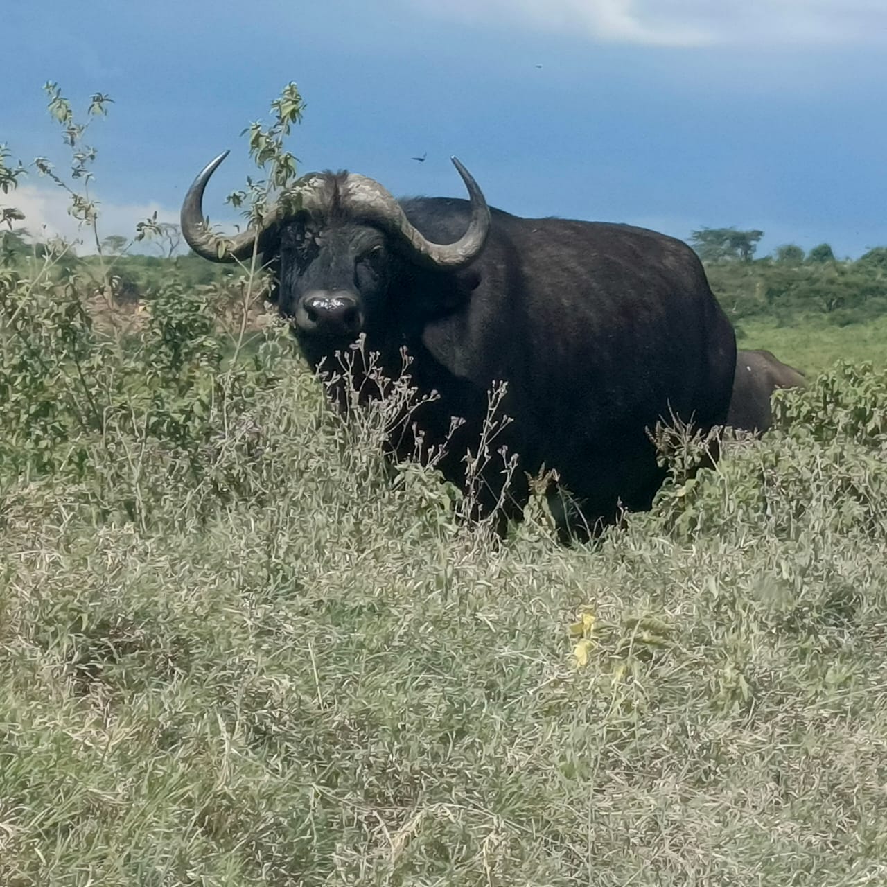 Nairobi National Park photo 2