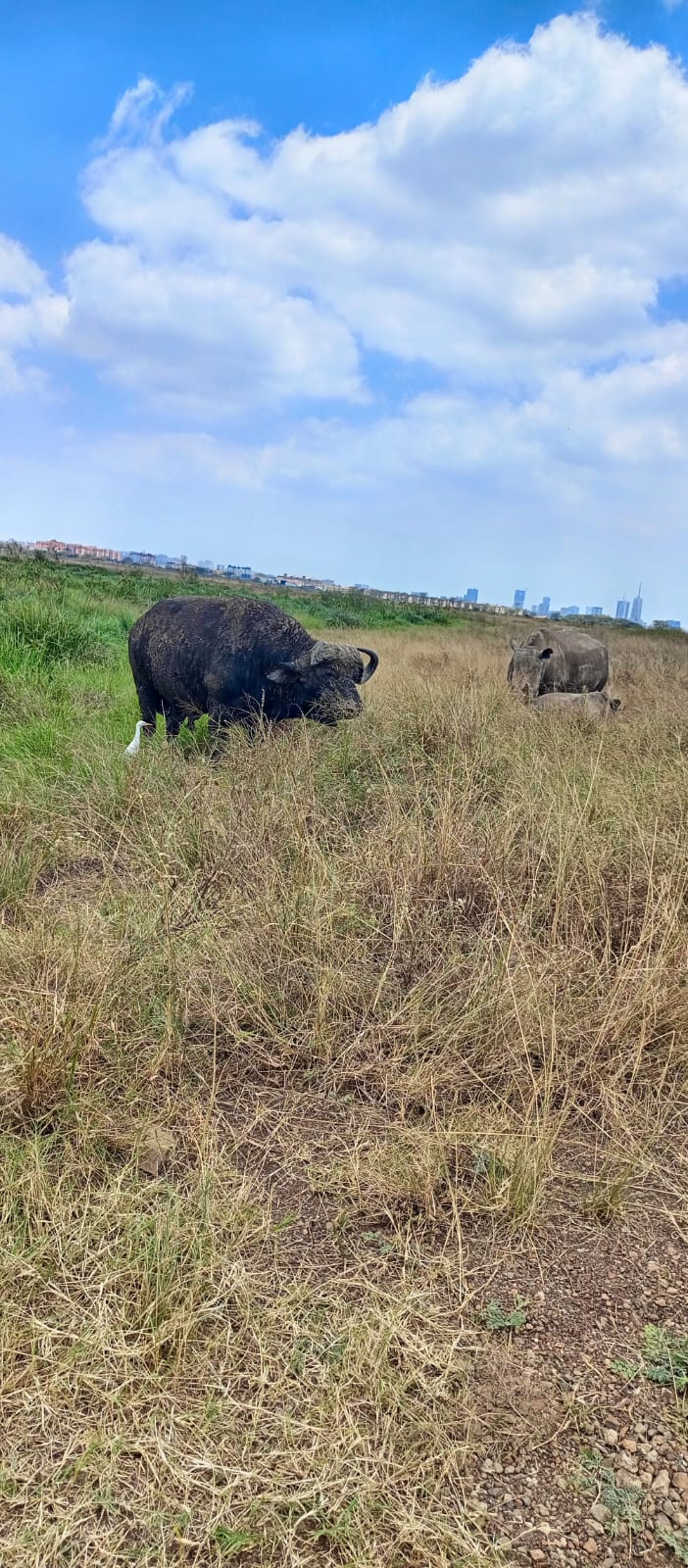 Nairobi National Park photo 1